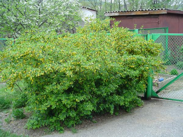 Карагана уссурийская - Сaragana ussuriensis (Regel) Pojark.