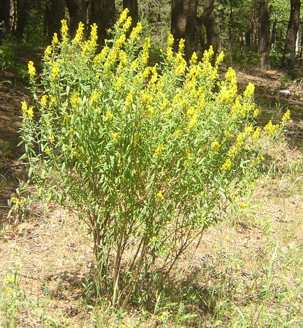 Chamaecytisus_ruthenicus_11 Ракитник.jpg