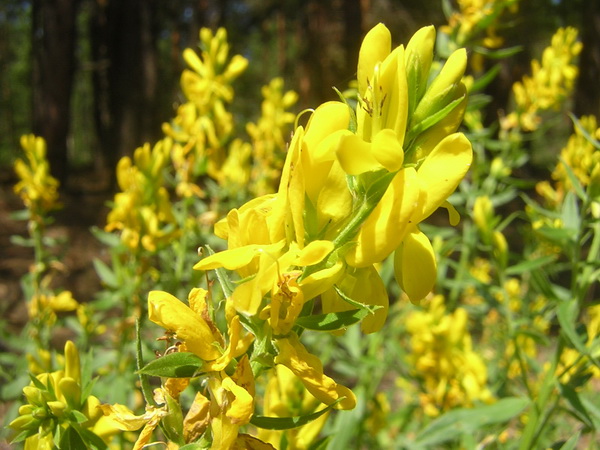 Chamaecytisus_ruthenicus.jpg